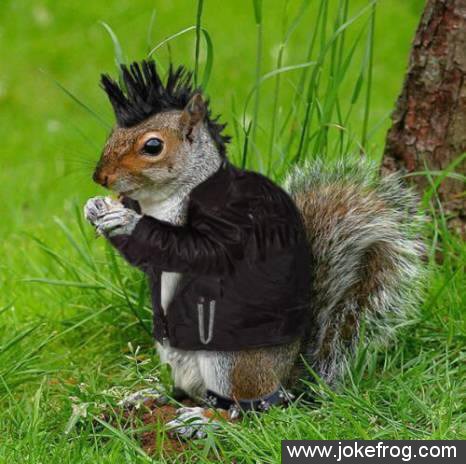Esquilo Punk